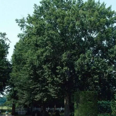 thumbnail for publication: Fagus grandifolia: American Beech